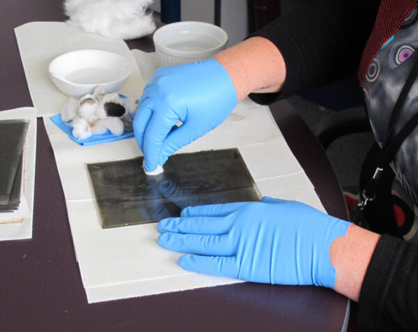 Glass plate negative being cleaned with cotton wool by photo restoration expert